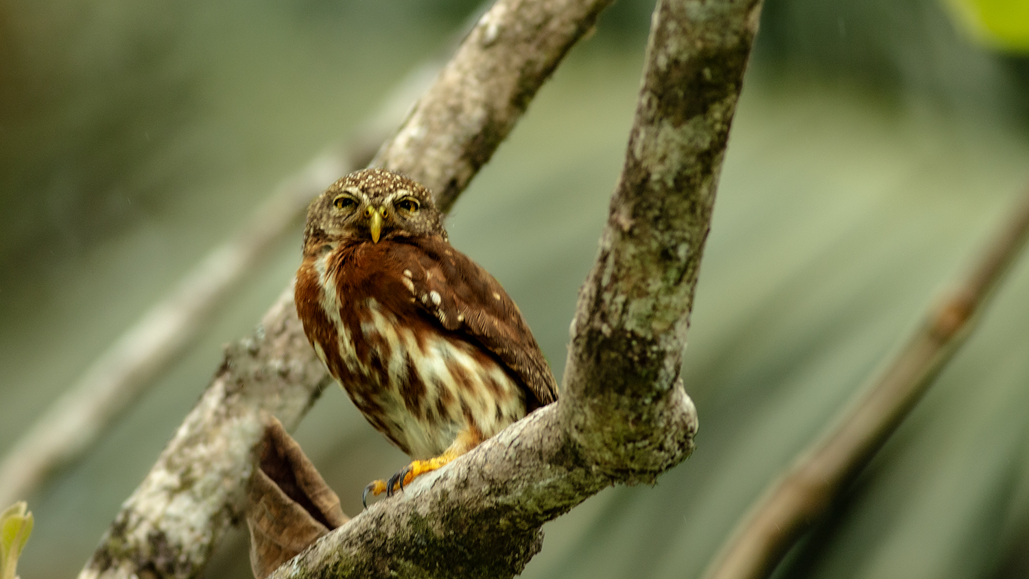 Ferruginous Pygmy-Owl